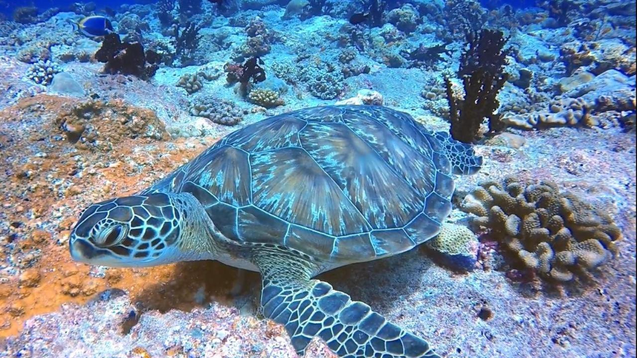 Sancia Lodge 弗里德胡 外观 照片